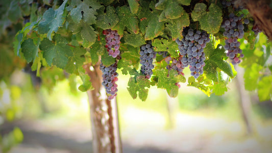 Consigli Principali per Avviare una Vigna e Produzione di Vino