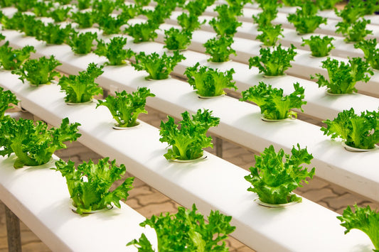 Le Nuove Tecniche Agricole: Innovazioni per un Futuro Sostenibile